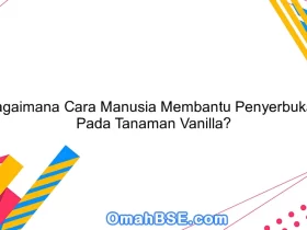 Bagaimana Cara Manusia Membantu Penyerbukan Pada Tanaman Vanilla?