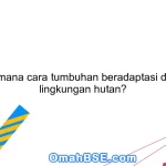 Bagaimana cara tumbuhan beradaptasi dengan lingkungan hutan?