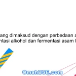 Apa yang dimaksud dengan perbedaan antara fermentasi alkohol dan fermentasi asam laktat?